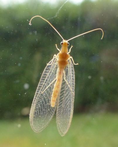 Réf. 270 891 : Chrysoperla sp.